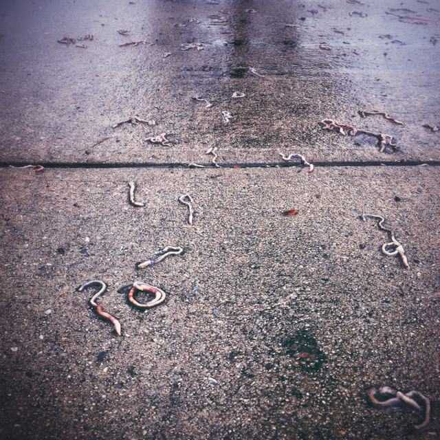 Worms on the street